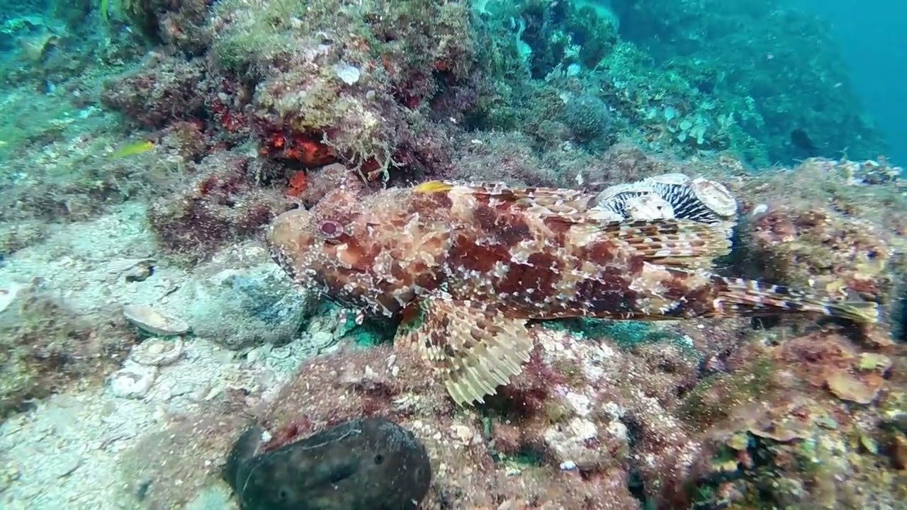 Diving spots in Patras: Camping Tsolis