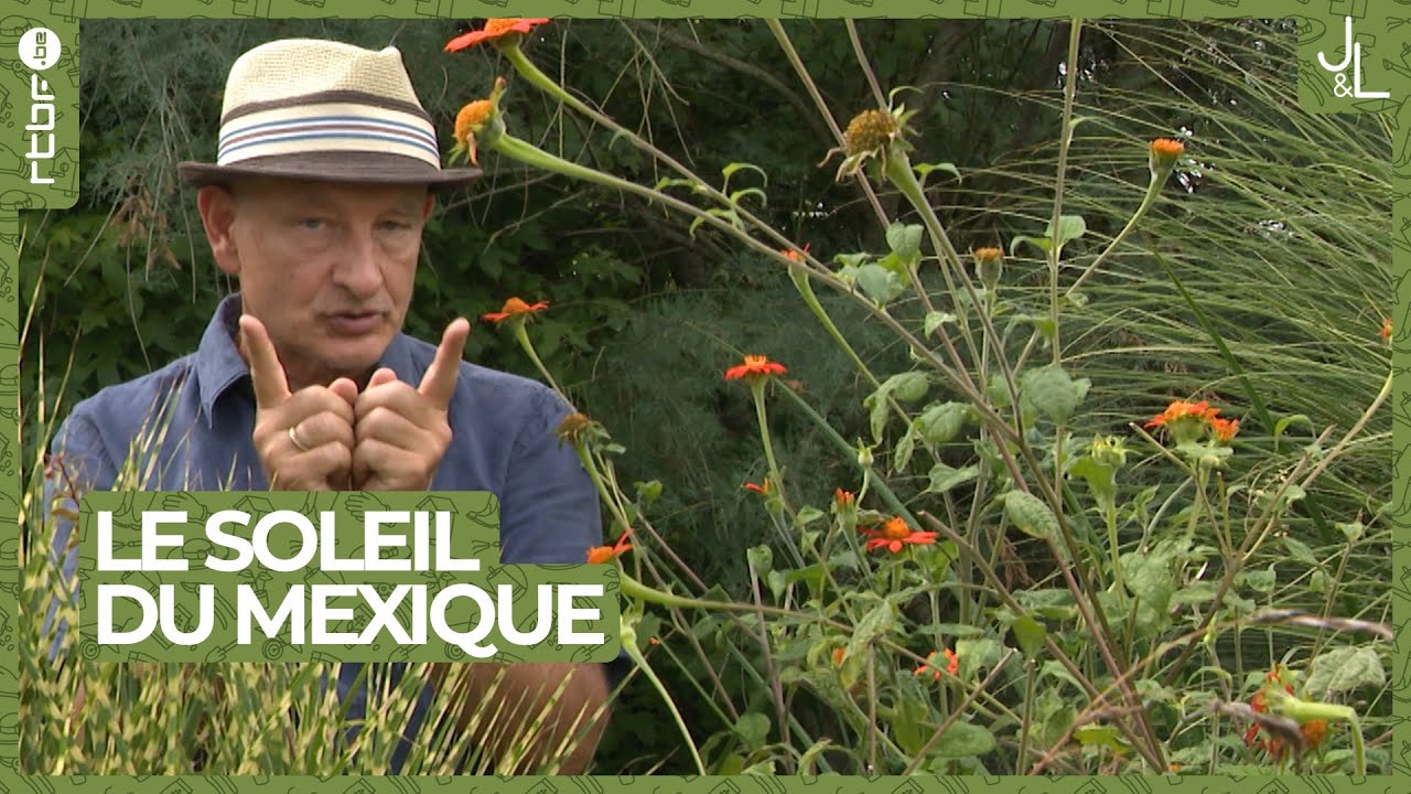 Le soleil du Mexique | Les Tutos Jardins et Loisirs de Francis #10