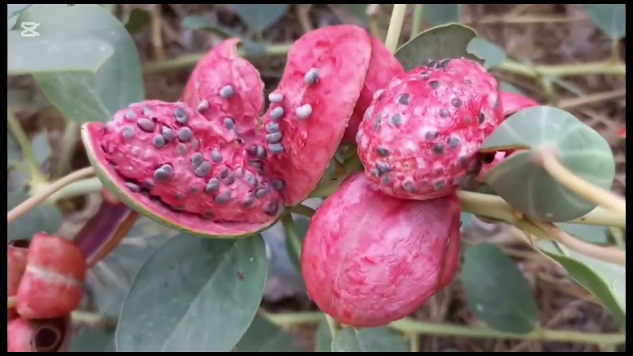 Kovul nima?- Uning foydasi va ishlatilishi (Capparis spinosa)