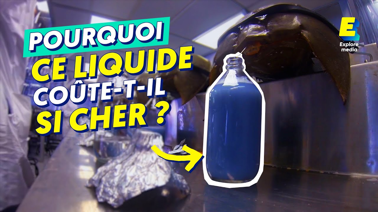 Pourquoi le sang de limule vaut-il de l'or ?