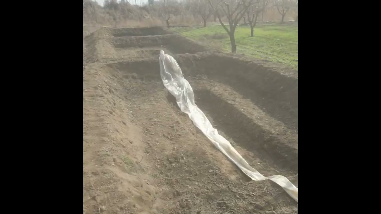 Илон балик хакида малумотлар 🐠✅