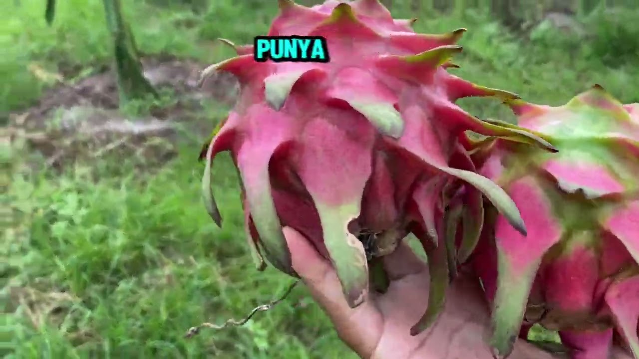 Panen buah naga 