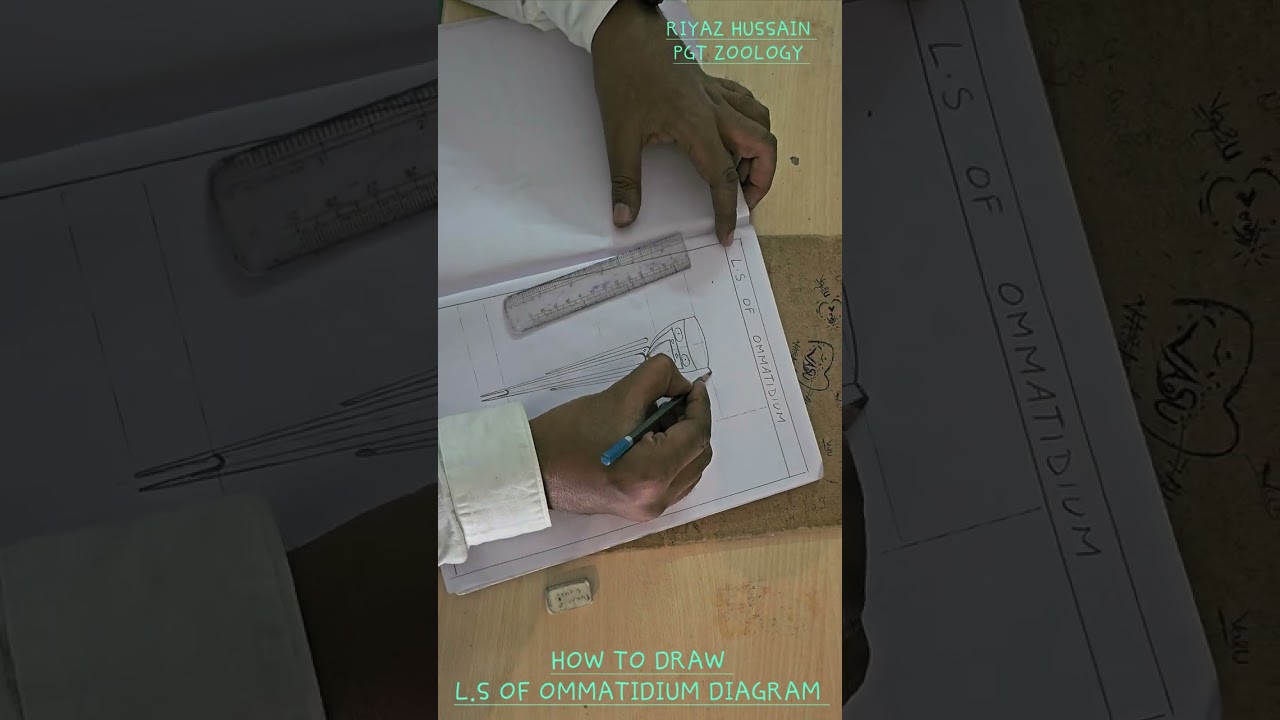 How to Draw Cockroach 🪳 Ommatidium
