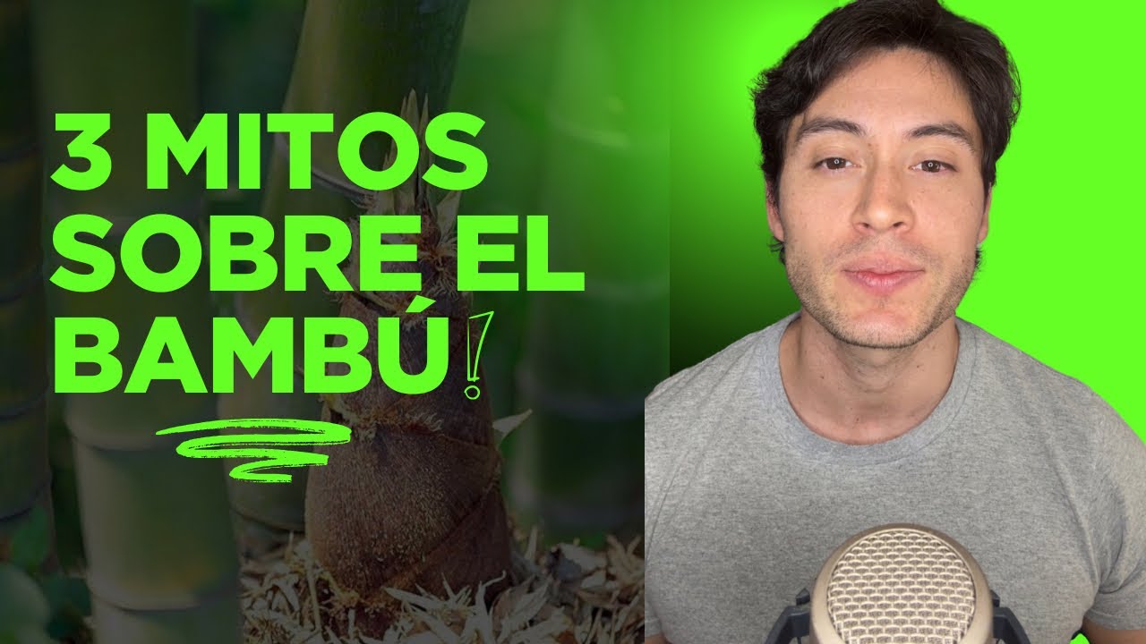 Los 3 mitos que siempre has creído sobre el bambú!! 🎋