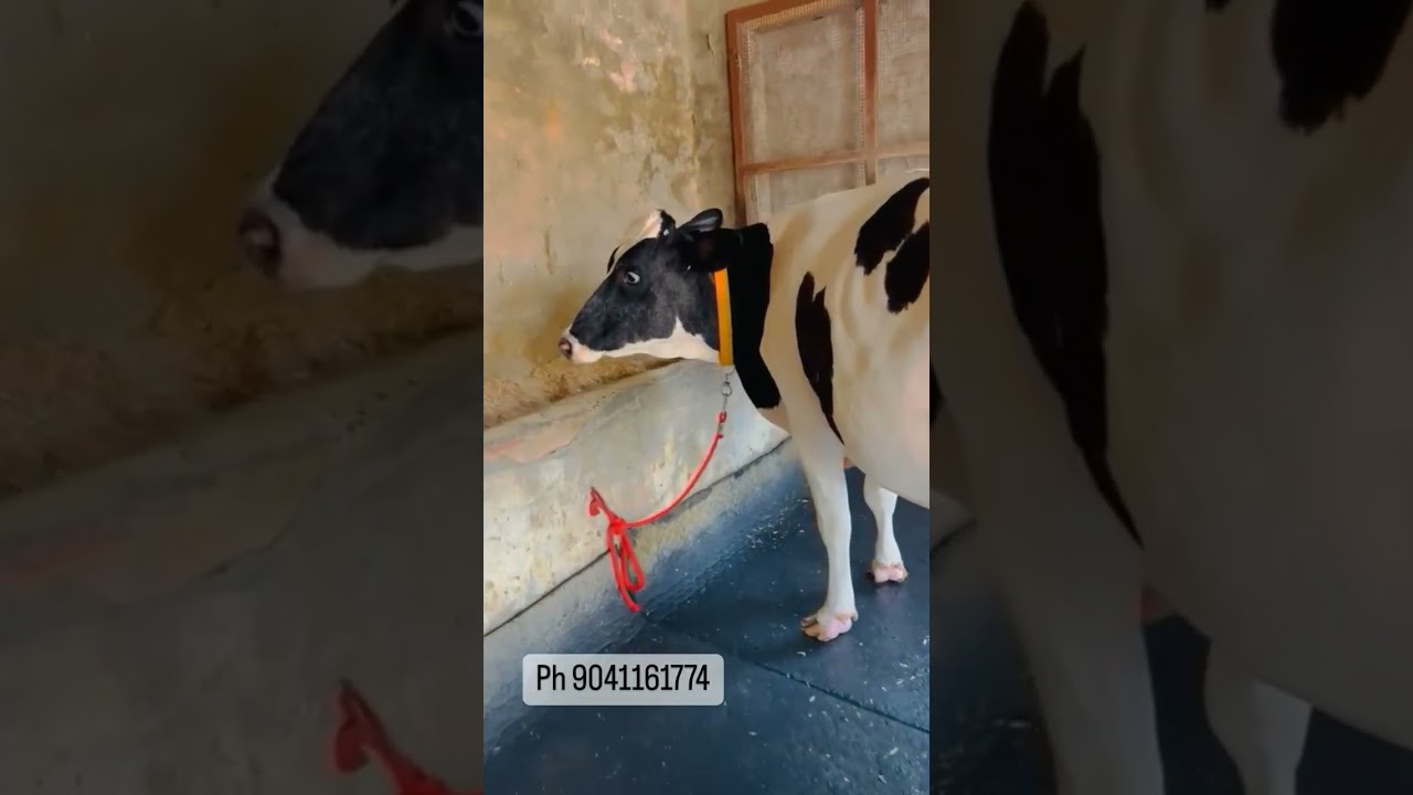 top Hf breed top quality biggest milk 