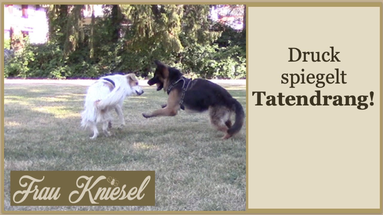 Suna Teil 2 Hundesprache und Hundeverhalten, wahrnehmen und verstehen lernen.