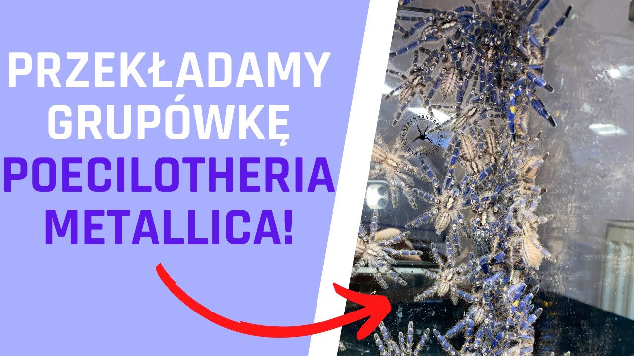 JAK WYGLADA HODOWLA GRUPOWA NIEBIESKICH PTASZNIKÓW PO 6 MIESIĄCACH?! | Arachnohobbia |