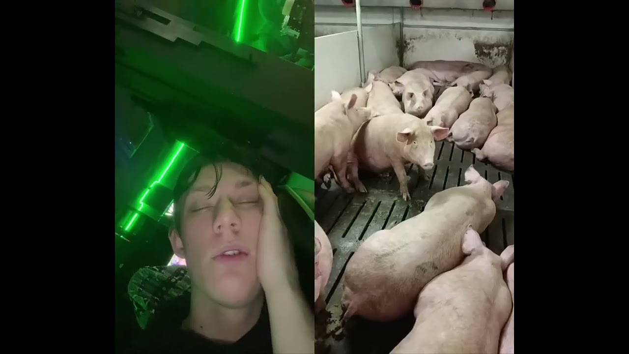 ЖОПИК