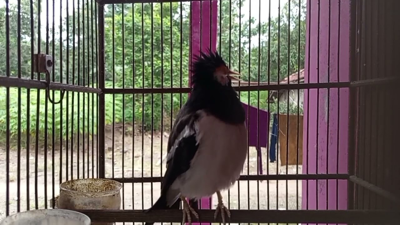 Coba Putar 1 Kali || Jalak Suren Pundung Langsung Emosi Gacor Mompa
