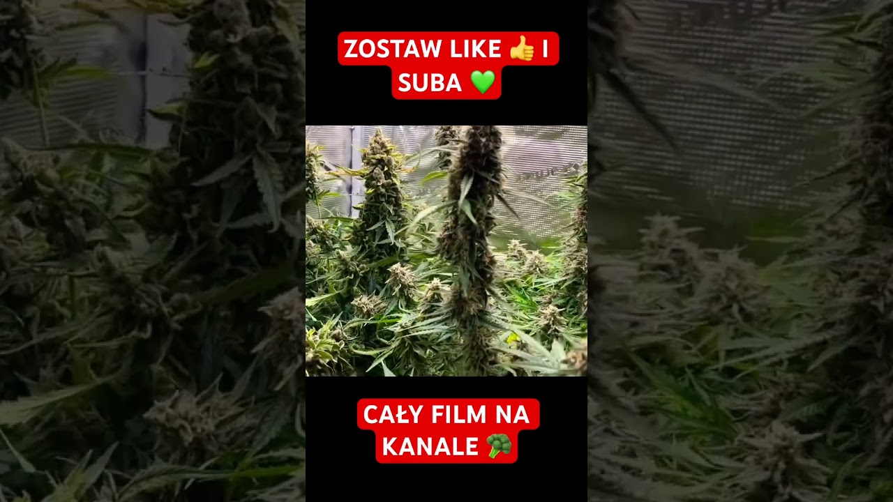 Uprawa marihuany w domu krok po kroku indoor. #uprawa #grow #viral #chill #420