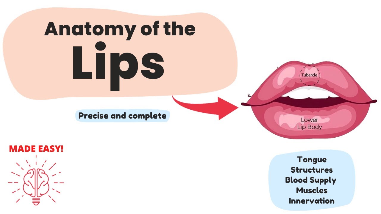 Anatomy of the Lips (Short & Complete) | Human Anatomy