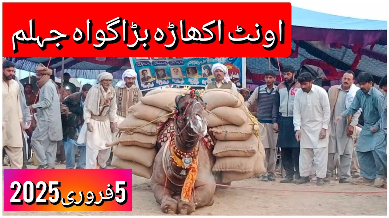camel weight lifting in Pakistan|camel weight lifting in Pakistan 5/2/2025|وزناالجمل