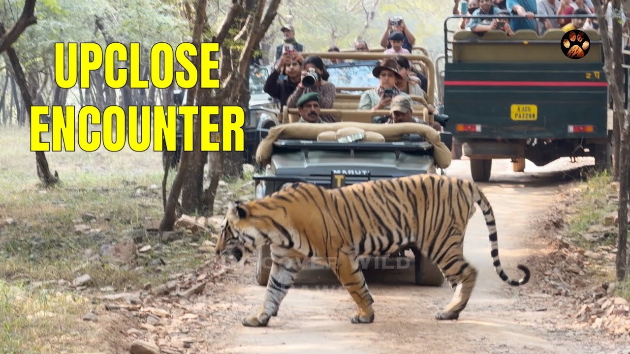 4 Tigers in 1 Safari | Ranthambore National Park | Zone 3 Close Encounter with Male Tigers 2k