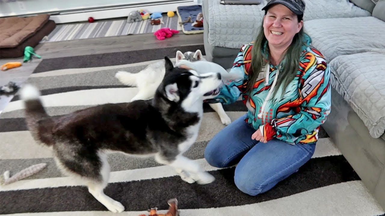 Husky Only Wants the Toy I Have