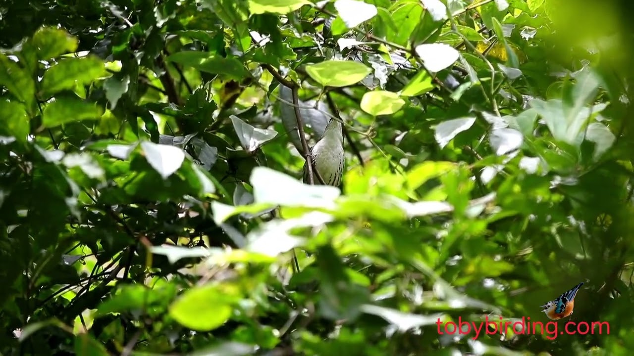 GREY-CROWNED CROCIAS @VIETNAM-BIRD-MAN 