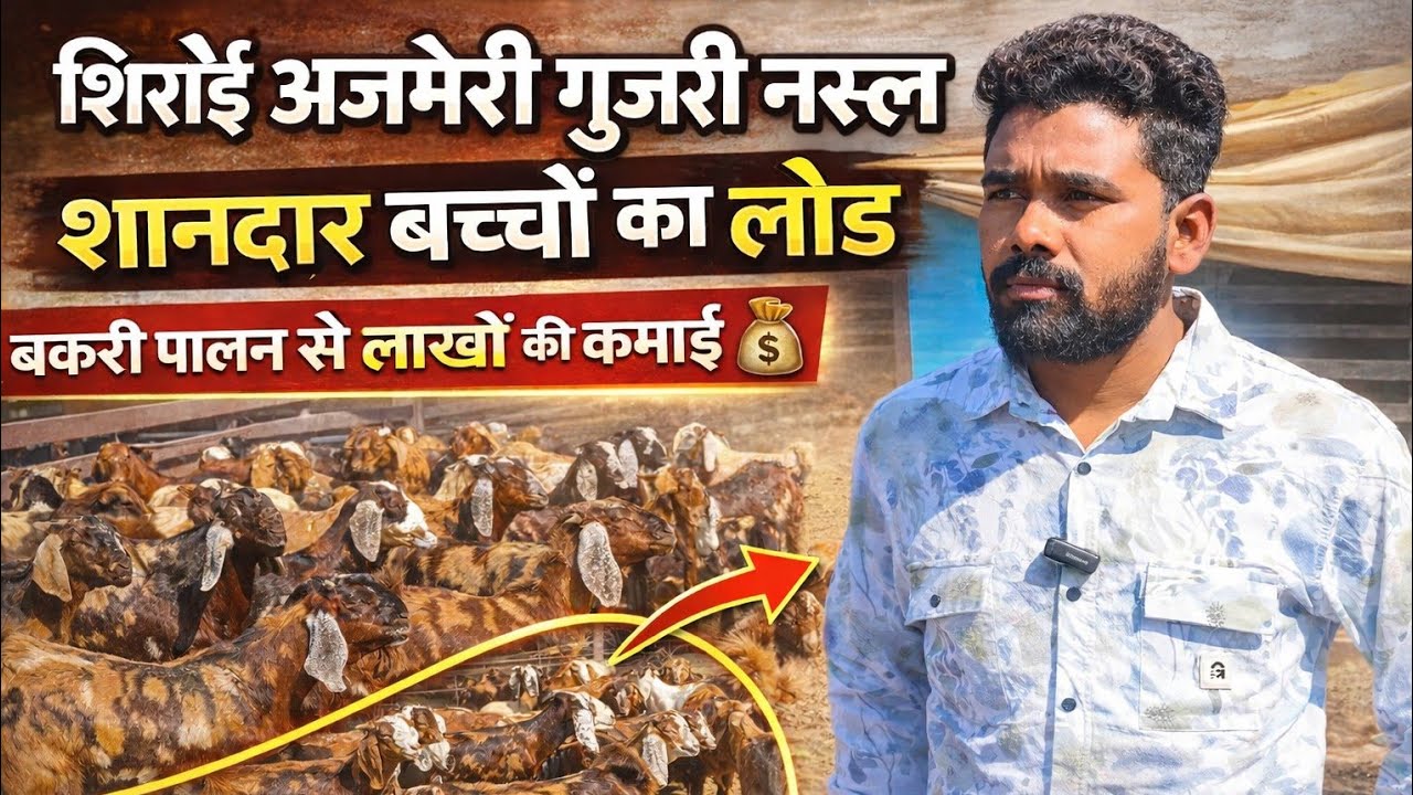 ₹5500 पट्टी से शुरुआत!शानदार सिरोही,अजमेरी,गुजरी नस्ल के बकरे पालने वाले!At visit pk goat farm ajmer