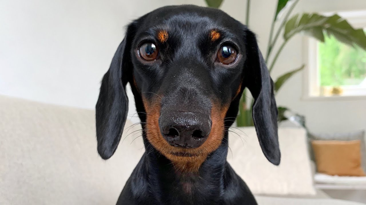 Loulou’s Diary 26| Is my dog pregnant?!
