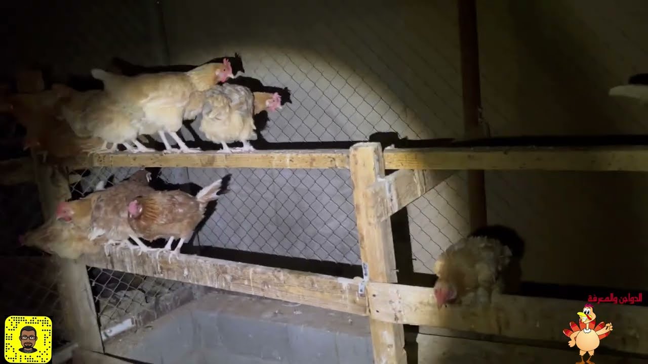 حشرة الفاش وكيفية القضاء عليها