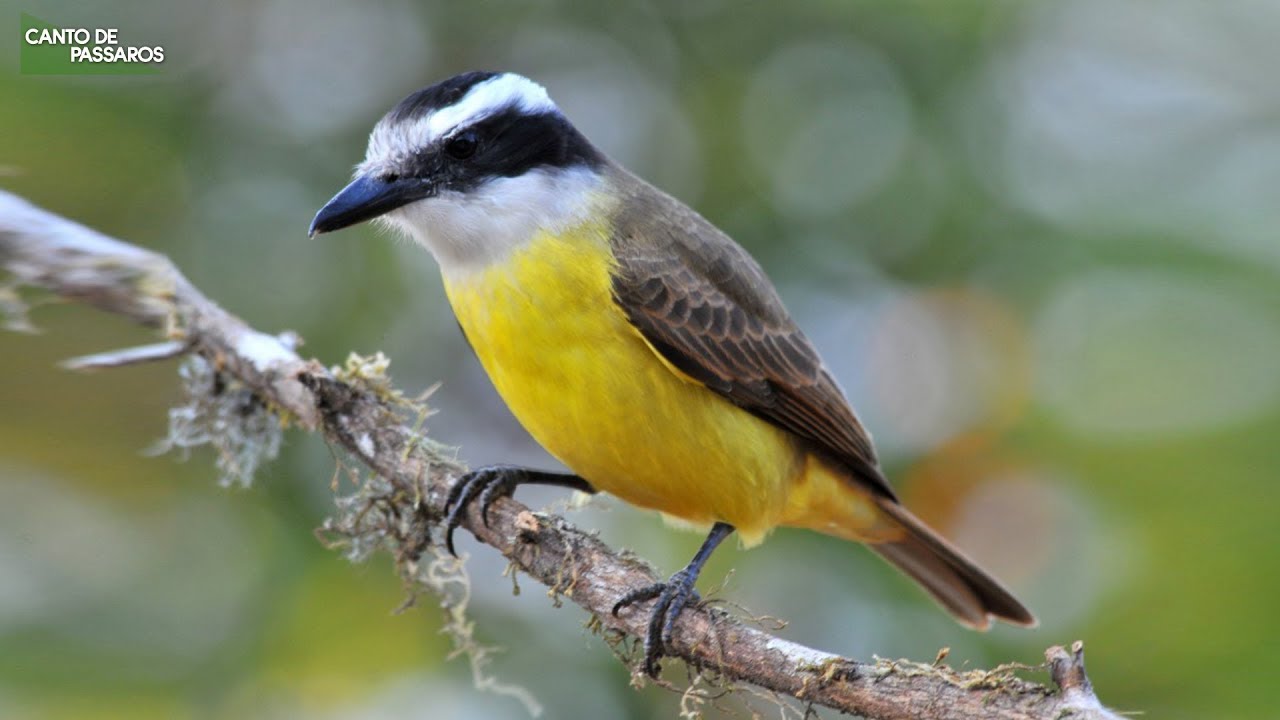 O CANTO DO BEM-TE-VI NA NATUREZA - Aves do Brasil !
