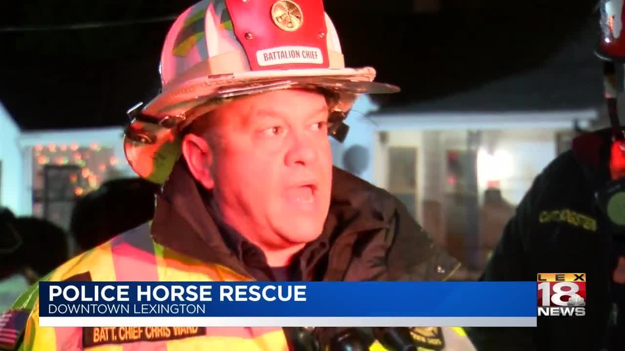 Police Horse Rescue