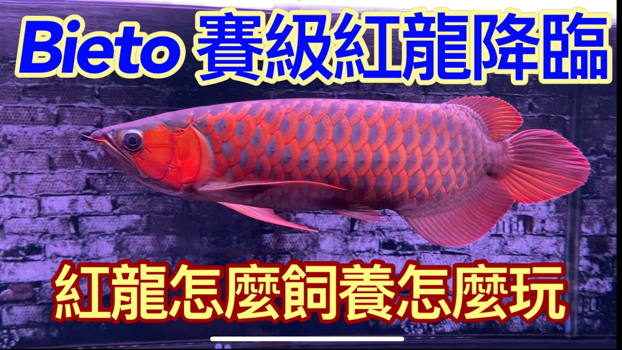 龍魚系列-Bieto賽級紅龍,帶你找回玩龍魚最初的味道,體型均勻,體色優美的綠皮辣椒紅龍,誰說小品牌龍魚不會有好魚,這次讓小林哥帶著我們一起欣賞這一隻bieto賽級綠皮辣椒紅龍