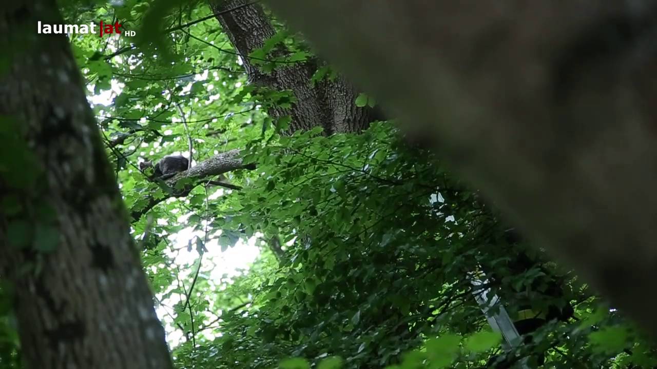 Verängstigte Katze in Thalheim bei Wels von hohem Baum gerettet