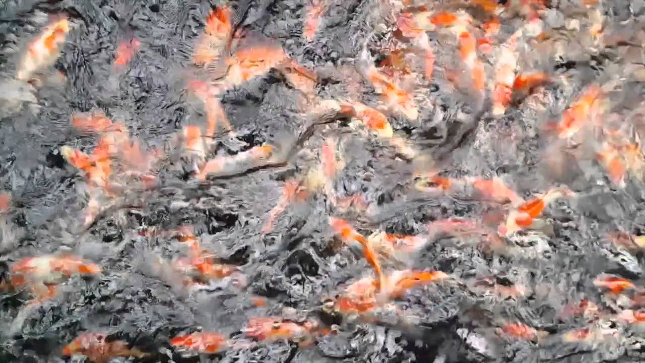 High Grade Momotaro Koi Farm