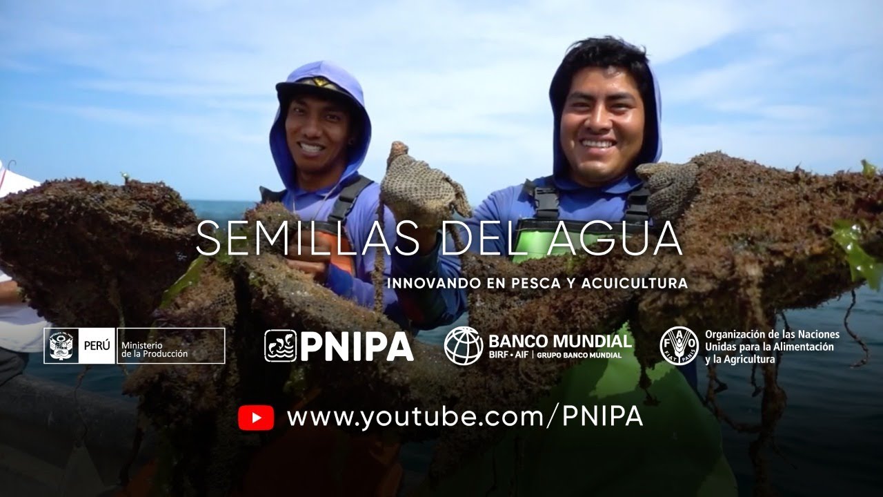 Semillas del #Agua - #ConchasPerleras. Serie producida por #PNIPA, con apoyo de Banco Mundial y FAO.