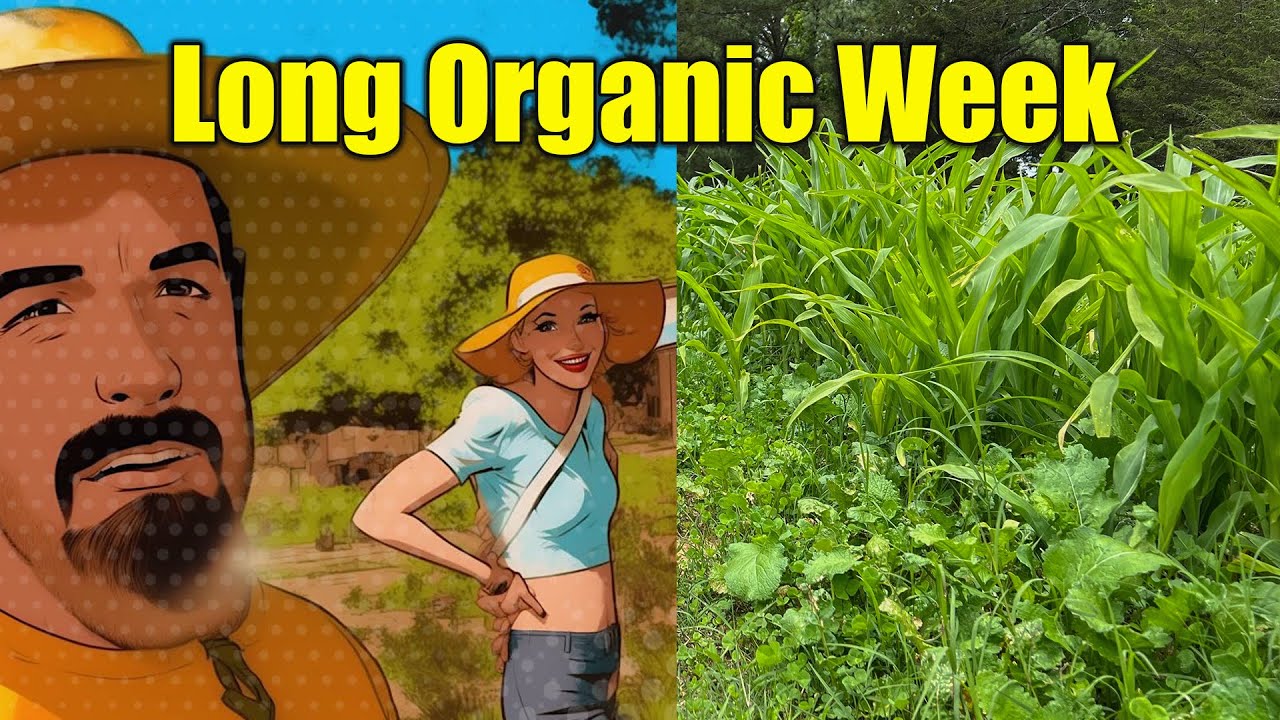 Organic Fertilizers vs Synthetic Fertilizers When to use WHAT