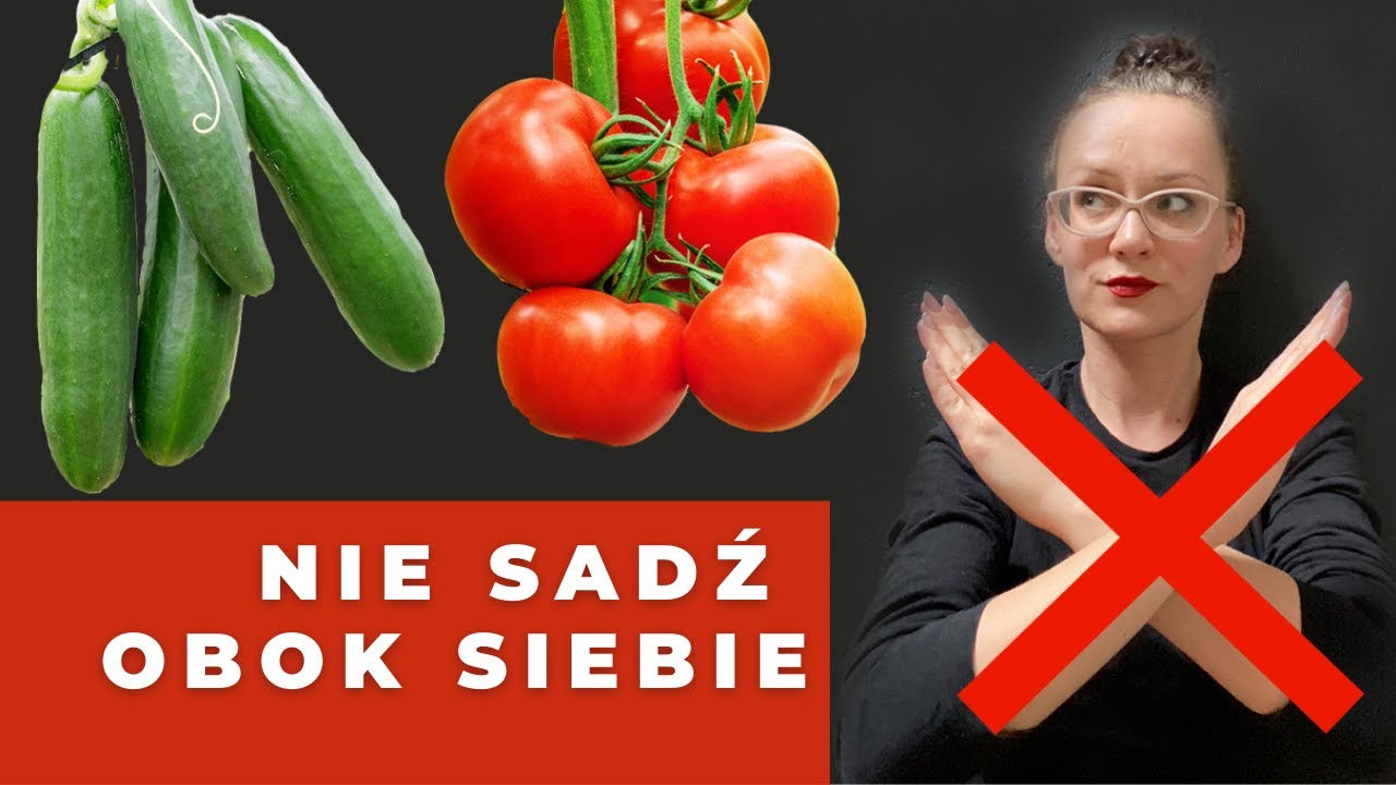 Jakie rośliny sadzić obok siebie ? Sąsiedztwo roślin allelopatia uprawa wsp&oacute;łrzędna
