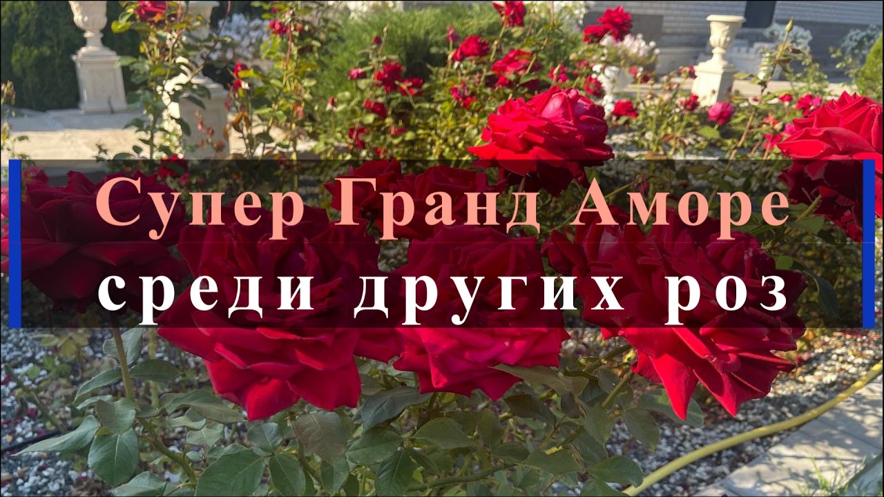 Супер Гранд Аморе среди других роз. Питомник растений Е. Иващенко