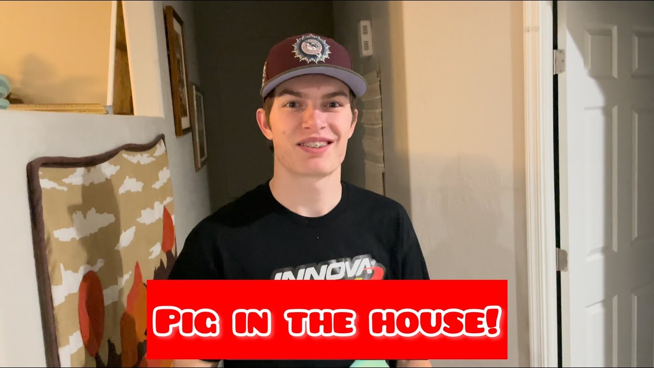 Pig in the House!