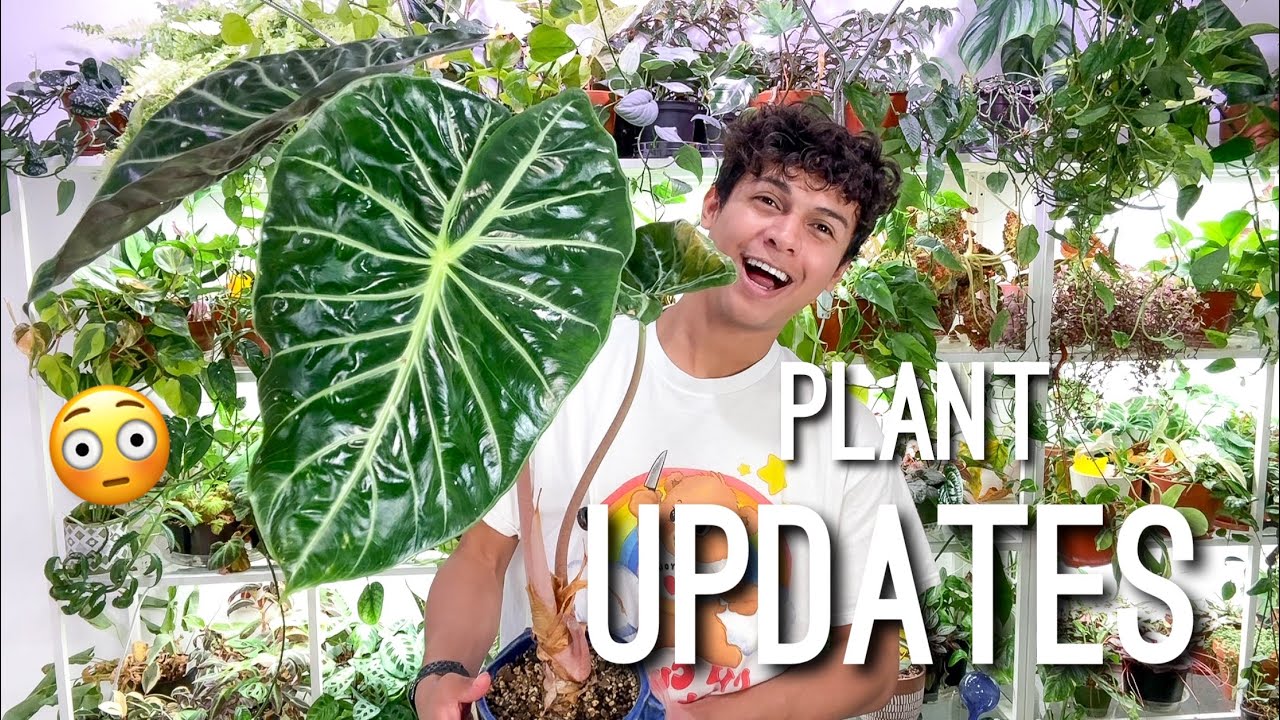 Houseplant Updates October 2025 Diary