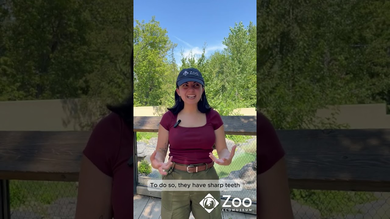 La loutre est-elle si gentille?