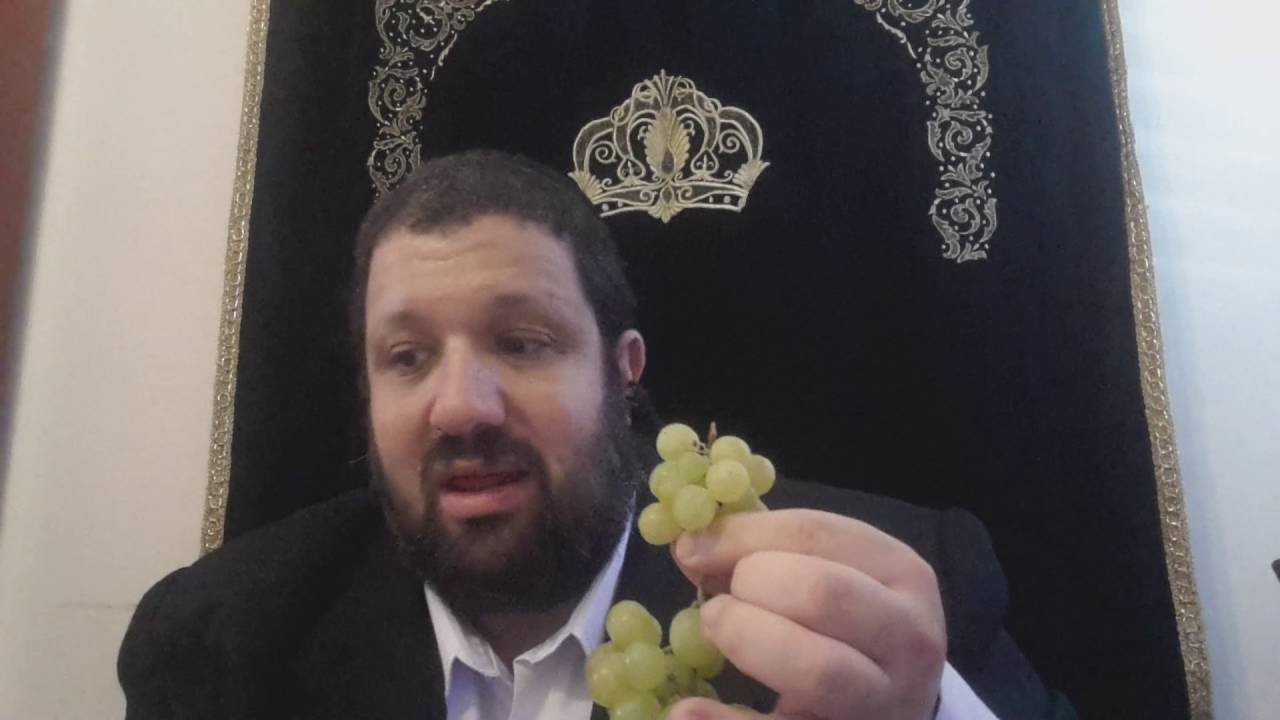 השארת ענבים עוללות לעניים משניות מסכת פאה פרק ז משנה ד הרב יונתן שטנצל