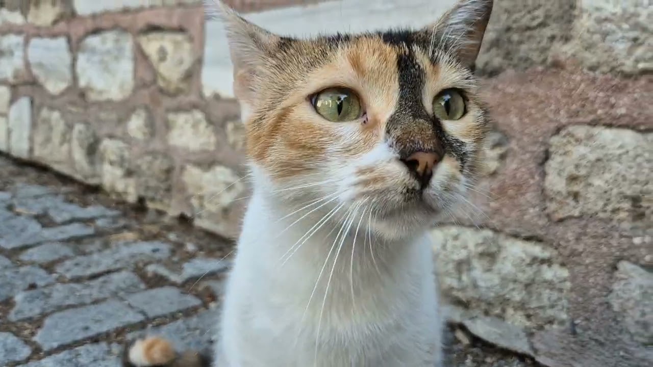 Street cats with pretty faces.