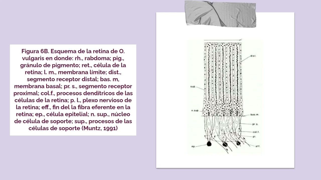 La misteriosa vision de los cefalopodos
