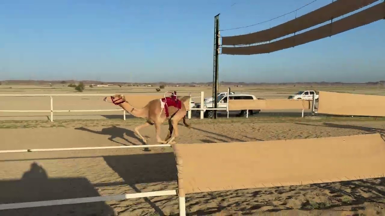 الشوط الاول جذاع بكار 5 كلم وصفه / عايد حماد الجهني