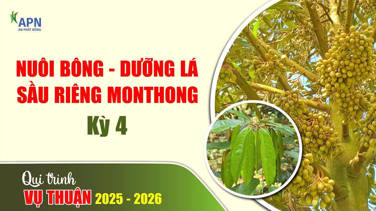 APN - NUÔI BÔNG - DƯỠNG LÁ SẦU RIÊNG MONTHONG | QUY TRÌNH MÙA THUẬN 2026 - KỲ 4