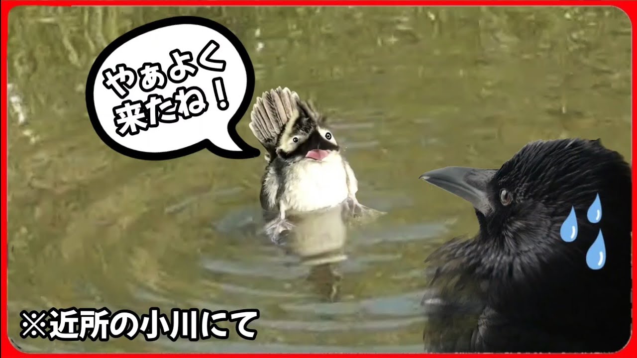 【ペンギン？】未確認生物（UMA）が小川に出現か！？ 20260312、カラス＆四つ足クインテット（仮）