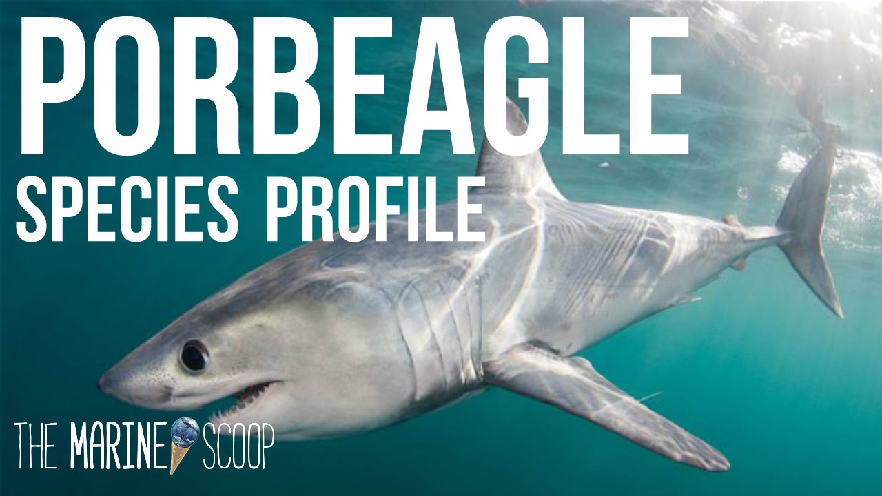 PORBEAGLE SHARK | Shark Profile #1
