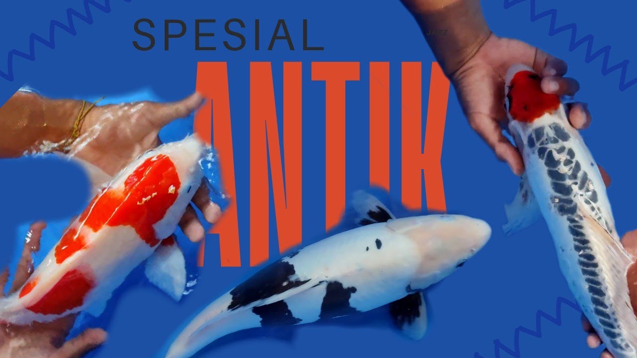  #part13‼️ADA ANTIKANYA‼️DARI JENIS TANCO & KUHAKU🥰