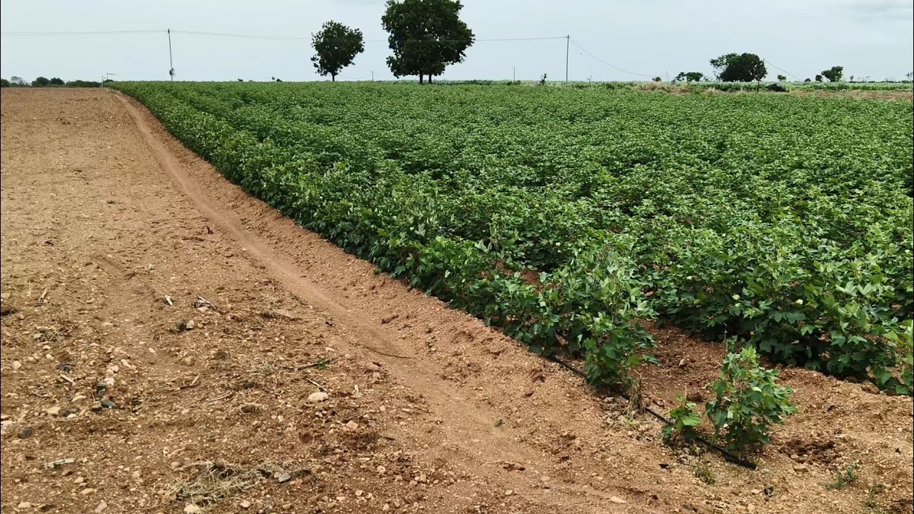 25 Acres agriculture land for sale 7338197726
