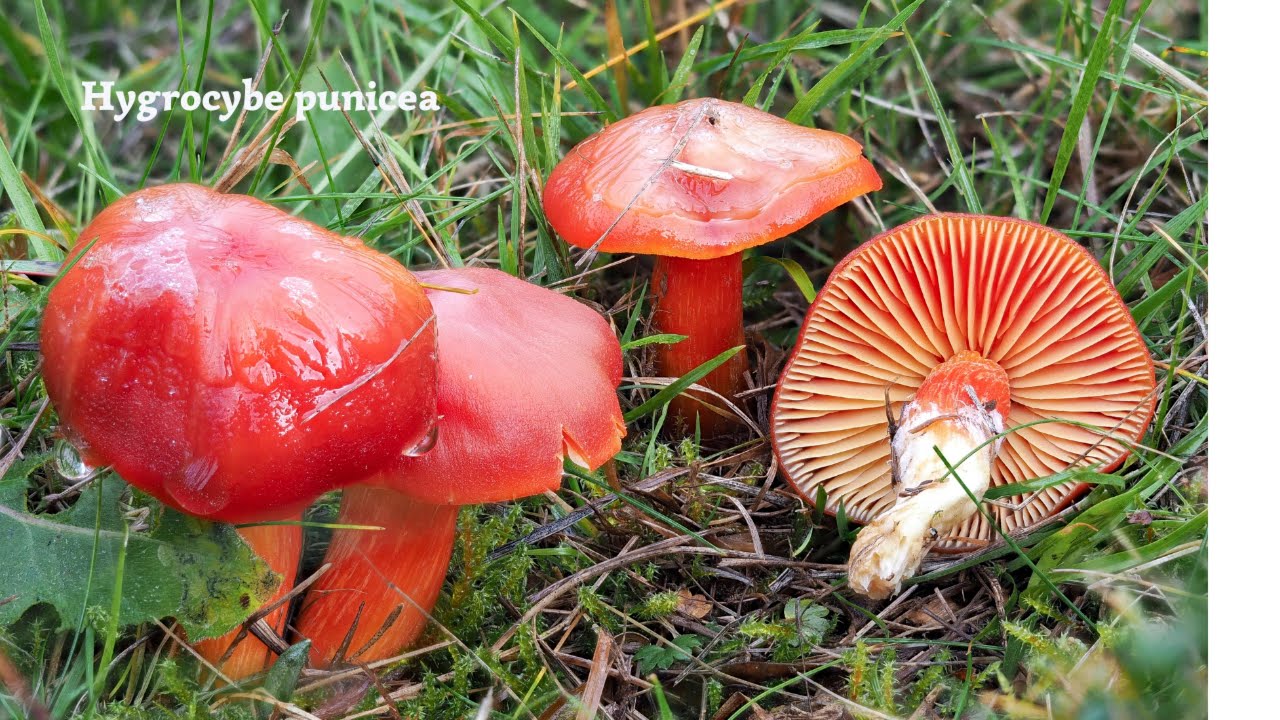 Lagorai in cerca del fungo🍄 raro Hygrocybe punicea !!
