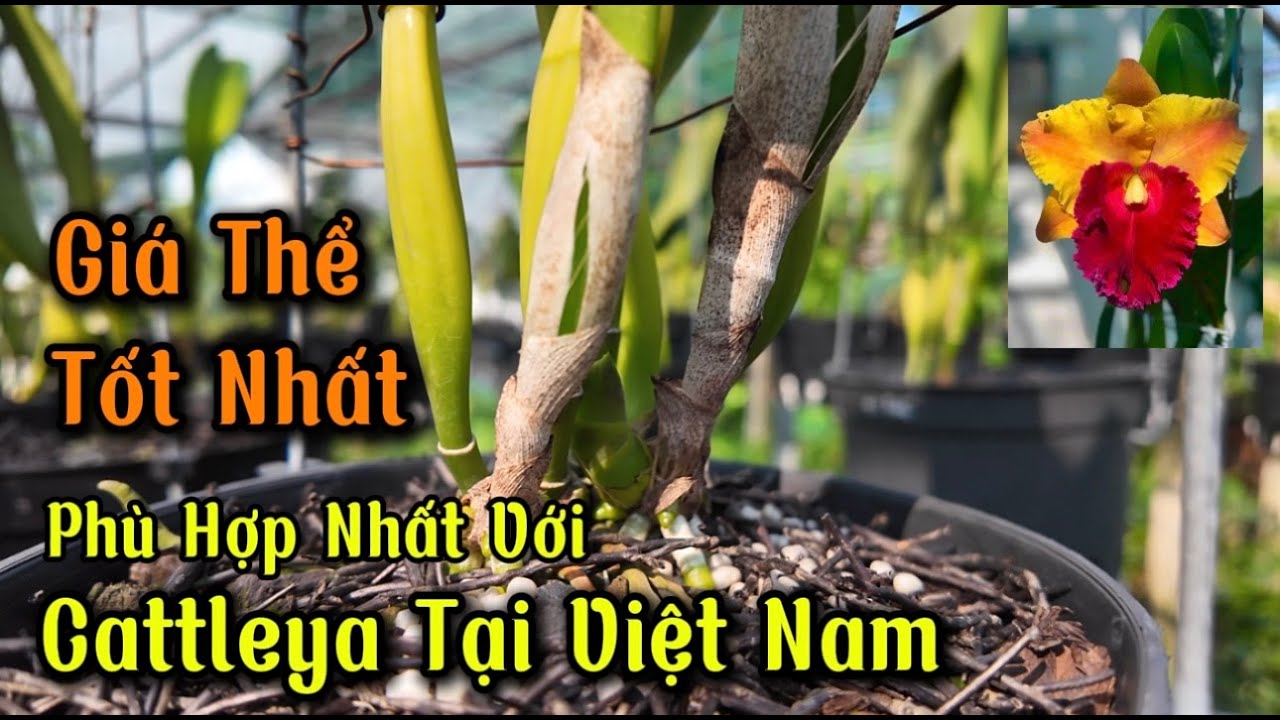 Tách chiếc khai thác nhân giống cattleya và loại giá thể trồng tốt nhất #cattleyavietnam