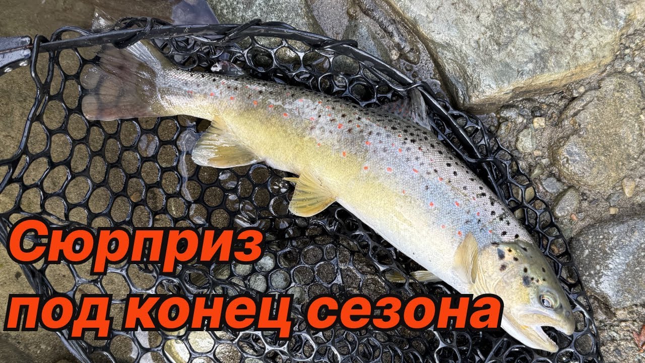 СЮРПРИЗ ПОД КОНЕЦ СЕЗОНА. Форель на спиннинг в горной реке