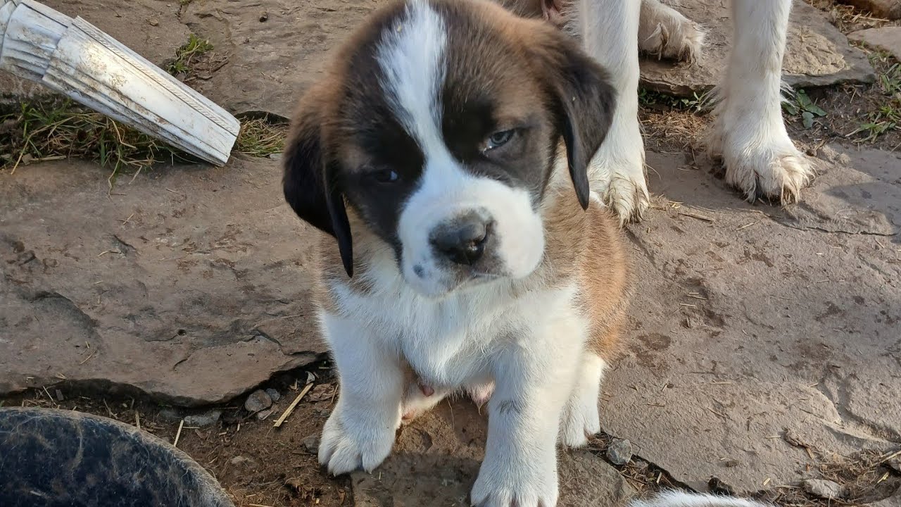 Charlene and Hank's 7 week old Saint Bernard puppies