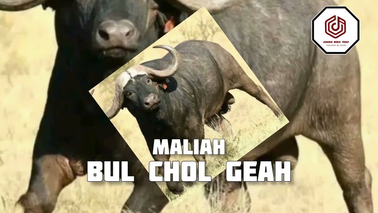 Maliah, Bul muon Chol geah 2023