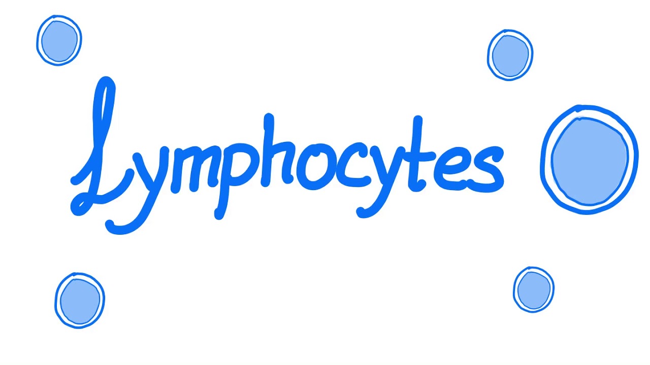 Lymphocytes -  Your Specialized Immunity -  White Blood Cells (WBCs) - Hematology