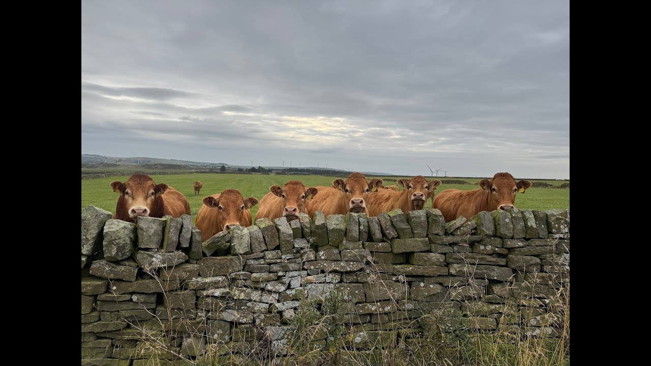 Barnsley Boundary Walk Day 2: Winscar To Cawthorne